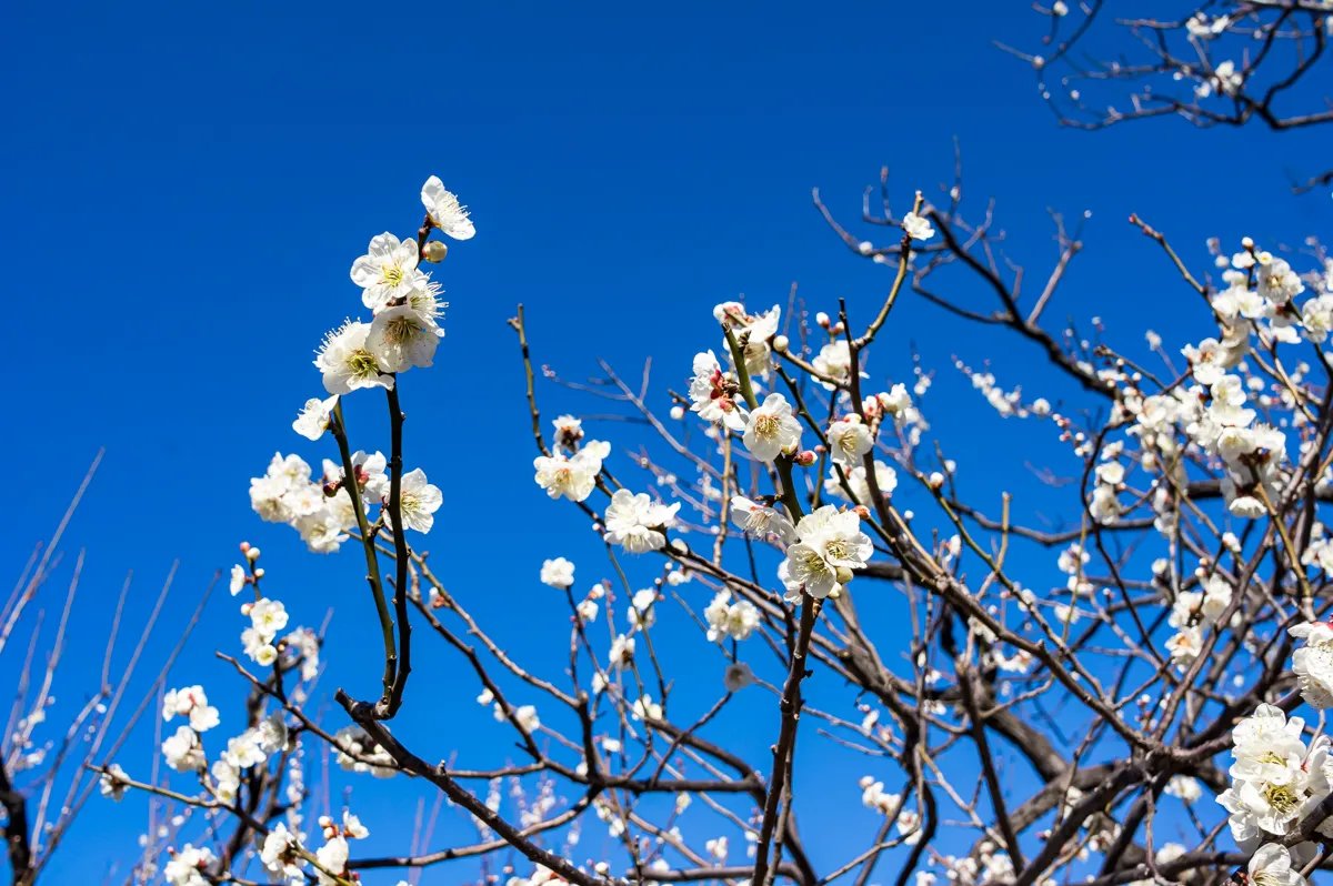 ⛩️ 하네기 하치만구 이미지 8
